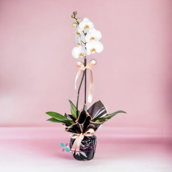 Tek Dal Beyaz Asalet Orkide Resim 1